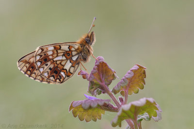 Zilveren Maan - Small Pearl-bordered Fritillary - Boloria selene