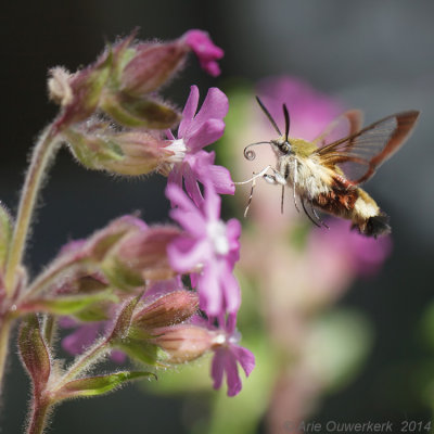 Glasvleugelpijlstaart - Broad-bordered Bee Hawk-moth - Hemaris fuciformis
