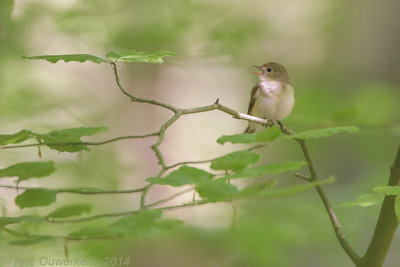 Kleine Vliegenvanger - Red-breasted Flycatcher - Ficedula parva