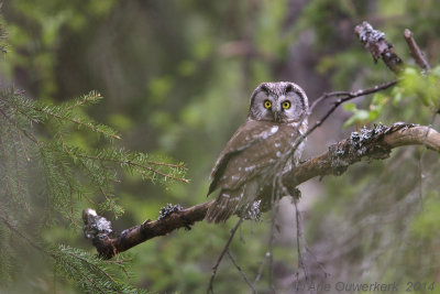 Ruigpootuil - Tengmalm's Owl (Boreal Owl) - Aegolius funereus