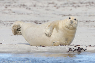 Baardrob - Bearded Seal - Erignathus barbatus