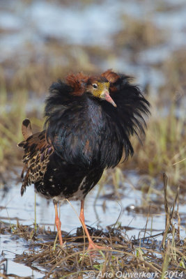 Kemphaan - Ruff - Philomachus pugnax