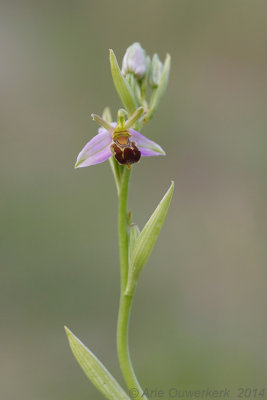 Bijenorchis - Bee Orchid - Ophrys apifera 