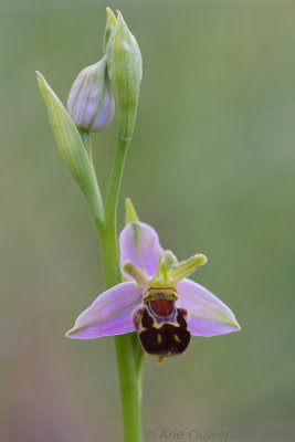 Bijenorchis - Bee Orchid - Ophrys apifera