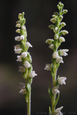 Dennenorchis - Creeping Ladys Tresses - Goodyera repens