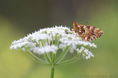 Veenbesparelmoervlinder - Cranberry Fritillary - Boloria aquilonaris