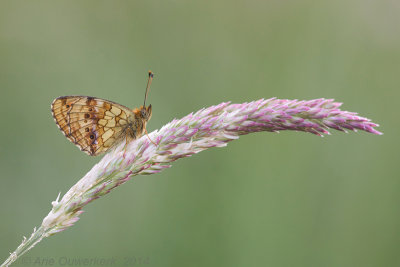 Lesser Marbled Fritillary - Purperstreepparelmoervlinder - Brenthis ino