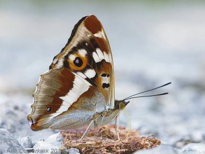 Grote Weerschijnvlinder - Purple Emperor - Apatura iris