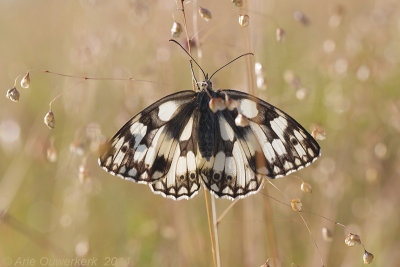 Dambordje - Marbled White - Melanargia galathea