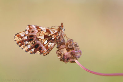 Paarse Parelmoervlinder - Weaver's Fritillary - Boloria dia