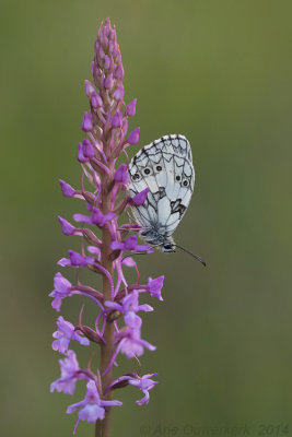 Dambordje - Marbled White - Melanargia galathea