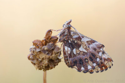 Paarse Parelmoervlinder - Weaver's Fritillary - Boloria dia