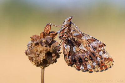 Paarse Parelmoervlinder - Weaver's Fritillary - Boloria dia