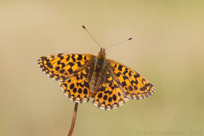 Paarse Parelmoervlinder - Weaver's Fritillary - Boloria dia