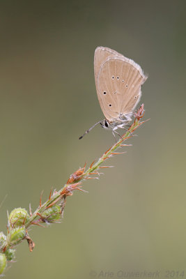 Aosta-esparcetteblauwtje - Piedmont Anomalous Blue - Polyommatus humedasae