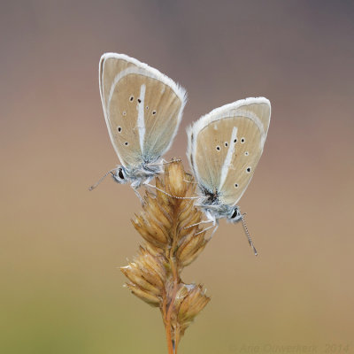 Witstreepblauwtje - Damon Blue - Polyommatus damon