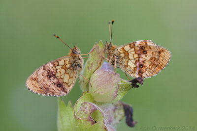 Purperstreepparelmoervlinder - Lesser Marbled Fritillary - Brenthis ino