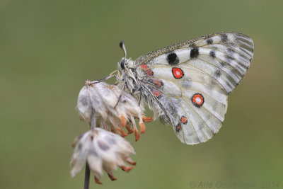 Apollovlinder - Apollo - Parnassius apollo