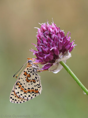 Tweekleurige Parelmoervlinder - Spotted Fritillary - Melitaea didyma