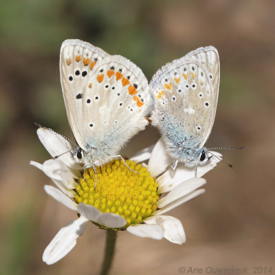 Turkooisblauwtje - Turquoise Blue - Polyommatus dorylas