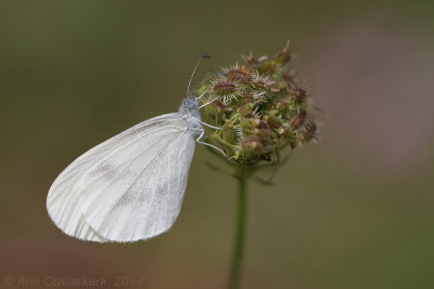 Boswitje - Wood White - Leptidae sinapis