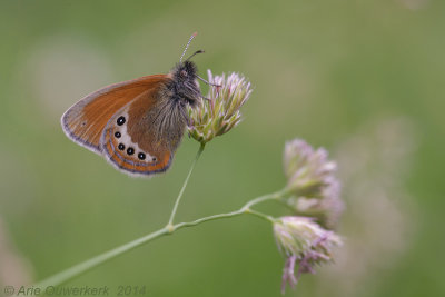 Alpenhooibeestje - Alpine Heath - Coenonympha gardetta