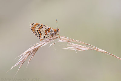 Tweekleurige Parelmoervlinder - Spotted Fritillary - Melitaea didyma