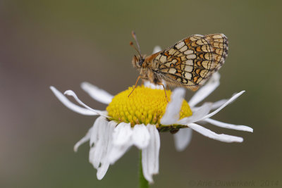 Bosparelmoervlinder - Heath Fritillary - Melitaea athalia