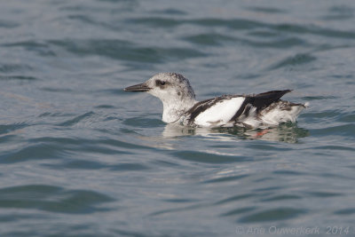 Zwarte Zeekoet - Black Guillemot - Cepphus grylle