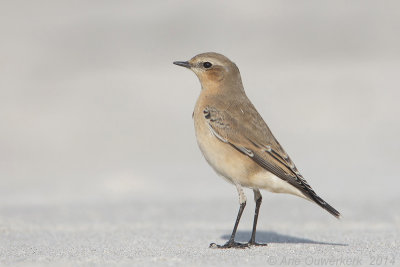 Tapuit - Northern Wheatear - Oenanthe oenanthe