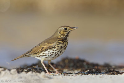 Zanglijster - Song Thrush - Turdus philomelos