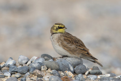 Strandleeuwerik - Shore (Horned) Lark - Eremophila alpestris