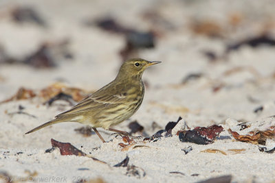 Oeverpieper - Eurasian Rock Pipit - Anthus petrosus