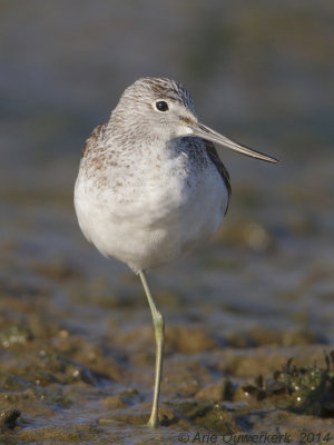 Groenpootruiter - Common Greenshank - Tringa nebularia