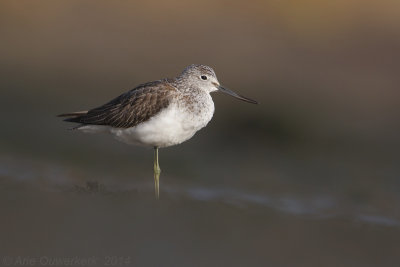 Groenpootruiter - Common Greenshank - Tringa nebularia