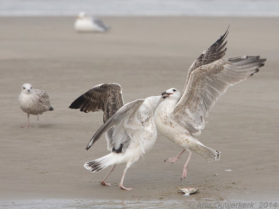 Grote Mantelmeeuw - Great Black-backed Gull - Larus marinus