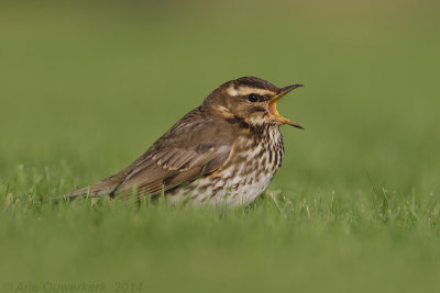 Koperwiek - Redwing - Turdus iliacus