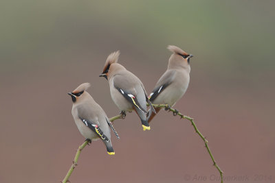 Germany, Helgoland autumn 2014