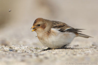 Sneeuwgors - Snow Bunting - Plectrophenax nivalis