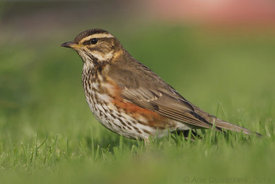 Koperwiek - Redwing - Turdus iliacus