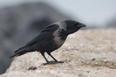 Zwarte x Bonte Kraai - Carrion x Hooded Crow - Corvus corone x C. c. cornix