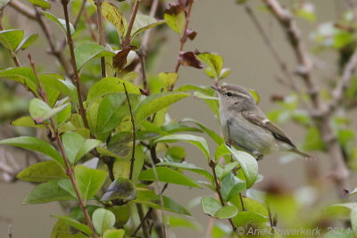 Humes Bladkoning - Hume's Leaf Warbler - Phylloscopus humei