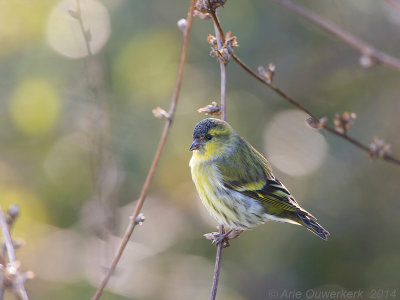 Sijs - Eurasian Siskin - Carduelis spinus