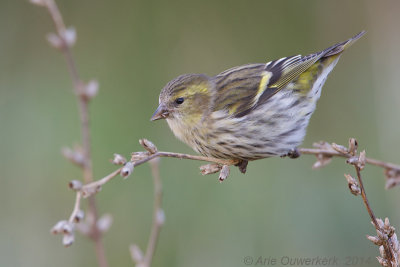 Sijs - Eurasian Siskin - Carduelis spinus