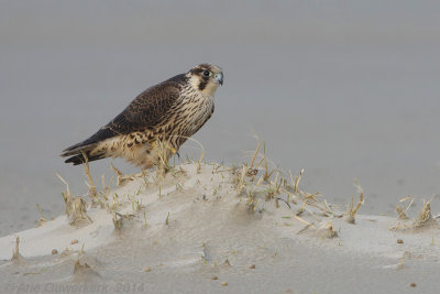 Slechtvalk - Peregrine Falcon - Falco peregrinus