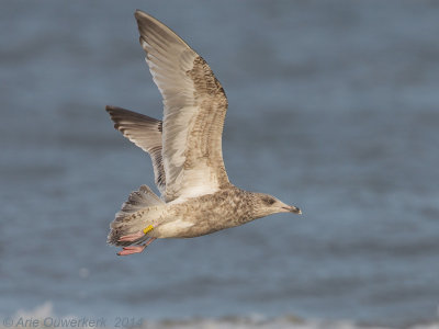 Zilvermeeuw - European Herring Gull - Larus argentatus