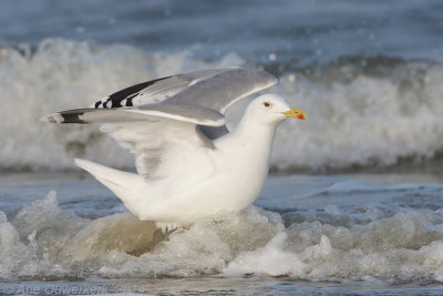 Pontische Meeuw - Caspian Gull - Larus cachinnans