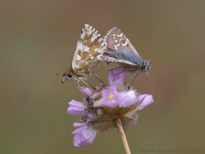 Westelijk Spikkeldikkopje - Carline Skipper - Pyrgus carlinae