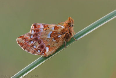 Veenbesparelmoervlinder - Cranberry Fritillary - Boloria aquilonaris