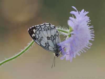 Dambordje - Marbled White - Melanargia galathea